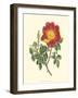 Vibrant Blooms IV-Sydenham Teast Edwards-Framed Art Print