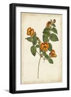 Vibrant Botanicals II-null-Framed Art Print