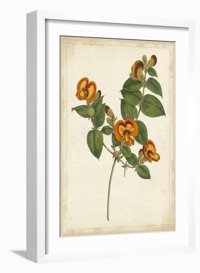 Vibrant Botanicals II-null-Framed Art Print