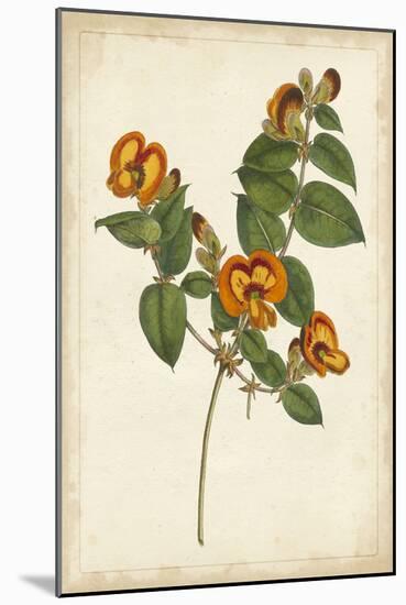 Vibrant Botanicals II-null-Mounted Art Print