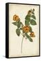 Vibrant Botanicals II-null-Framed Stretched Canvas