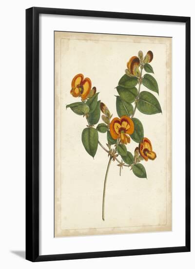 Vibrant Botanicals II-null-Framed Art Print