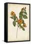 Vibrant Botanicals II-null-Framed Stretched Canvas