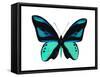 Vibrant Butterfly I-Julia Bosco-Framed Stretched Canvas