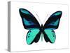 Vibrant Butterfly I-Julia Bosco-Stretched Canvas