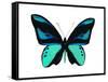 Vibrant Butterfly I-Julia Bosco-Framed Stretched Canvas