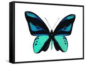 Vibrant Butterfly I-Julia Bosco-Framed Stretched Canvas