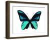 Vibrant Butterfly I-Julia Bosco-Framed Art Print
