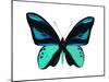 Vibrant Butterfly I-Julia Bosco-Mounted Art Print