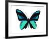 Vibrant Butterfly I-Julia Bosco-Framed Art Print