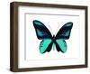 Vibrant Butterfly I-Julia Bosco-Framed Art Print