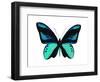 Vibrant Butterfly I-Julia Bosco-Framed Art Print