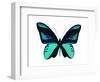 Vibrant Butterfly I-Julia Bosco-Framed Art Print