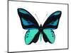 Vibrant Butterfly I-Julia Bosco-Mounted Art Print