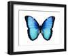 Vibrant Butterfly II-Julia Bosco-Framed Art Print