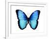 Vibrant Butterfly II-Julia Bosco-Framed Art Print