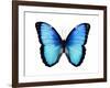 Vibrant Butterfly II-Julia Bosco-Framed Art Print