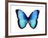 Vibrant Butterfly II-Julia Bosco-Framed Art Print