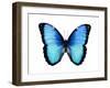 Vibrant Butterfly II-Julia Bosco-Framed Art Print