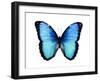 Vibrant Butterfly II-Julia Bosco-Framed Art Print