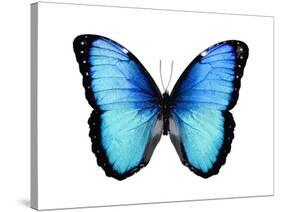 Vibrant Butterfly II-Julia Bosco-Stretched Canvas