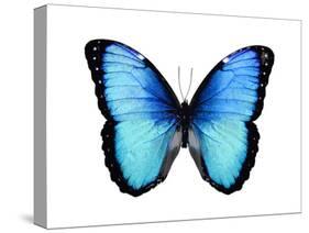 Vibrant Butterfly II-Julia Bosco-Stretched Canvas