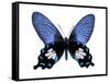Vibrant Butterfly III-Julia Bosco-Framed Stretched Canvas