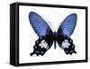 Vibrant Butterfly III-Julia Bosco-Framed Stretched Canvas
