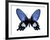 Vibrant Butterfly III-Julia Bosco-Framed Art Print