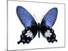 Vibrant Butterfly III-Julia Bosco-Mounted Art Print