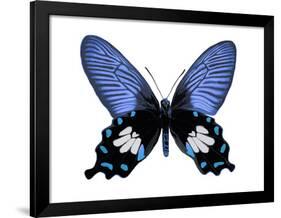 Vibrant Butterfly III-Julia Bosco-Framed Art Print