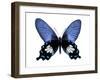 Vibrant Butterfly III-Julia Bosco-Framed Art Print