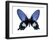 Vibrant Butterfly III-Julia Bosco-Framed Art Print