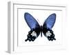 Vibrant Butterfly III-Julia Bosco-Framed Art Print