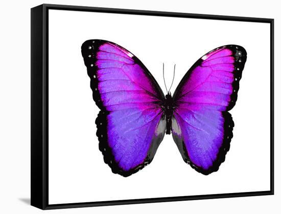 Vibrant Butterfly IV-Julia Bosco-Framed Stretched Canvas