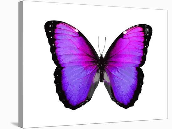 Vibrant Butterfly IV-Julia Bosco-Stretched Canvas