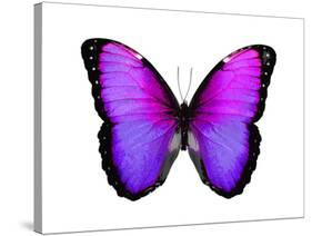 Vibrant Butterfly IV-Julia Bosco-Stretched Canvas