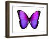 Vibrant Butterfly IV-Julia Bosco-Framed Art Print