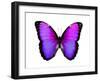 Vibrant Butterfly IV-Julia Bosco-Framed Art Print