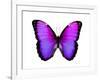 Vibrant Butterfly IV-Julia Bosco-Framed Art Print