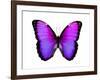 Vibrant Butterfly IV-Julia Bosco-Framed Art Print