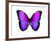 Vibrant Butterfly IV-Julia Bosco-Framed Art Print