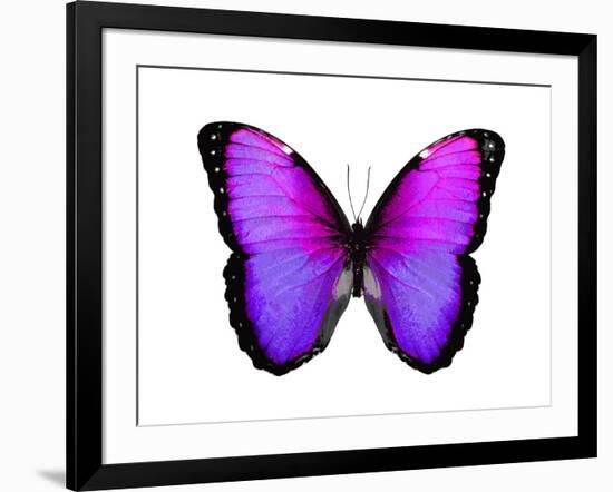 Vibrant Butterfly IV-Julia Bosco-Framed Art Print