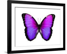 Vibrant Butterfly IV-Julia Bosco-Framed Art Print