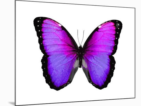 Vibrant Butterfly IV-Julia Bosco-Mounted Art Print