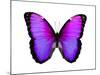 Vibrant Butterfly IV-Julia Bosco-Mounted Art Print
