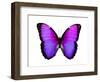 Vibrant Butterfly IV-Julia Bosco-Framed Art Print