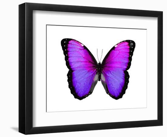 Vibrant Butterfly IV-Julia Bosco-Framed Art Print