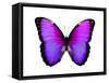 Vibrant Butterfly IV-Julia Bosco-Framed Stretched Canvas