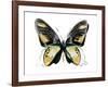 Vibrant Butterfly VI-Julia Bosco-Framed Art Print